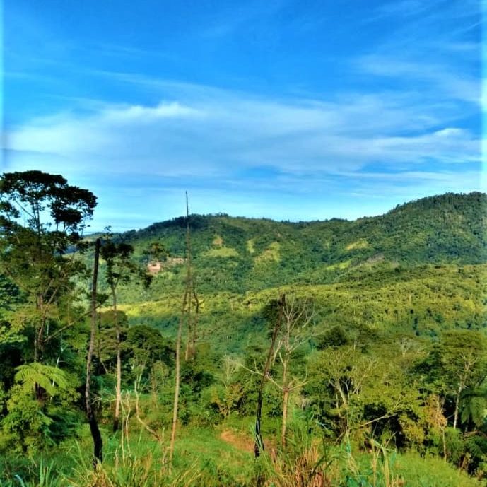 matapalo_06