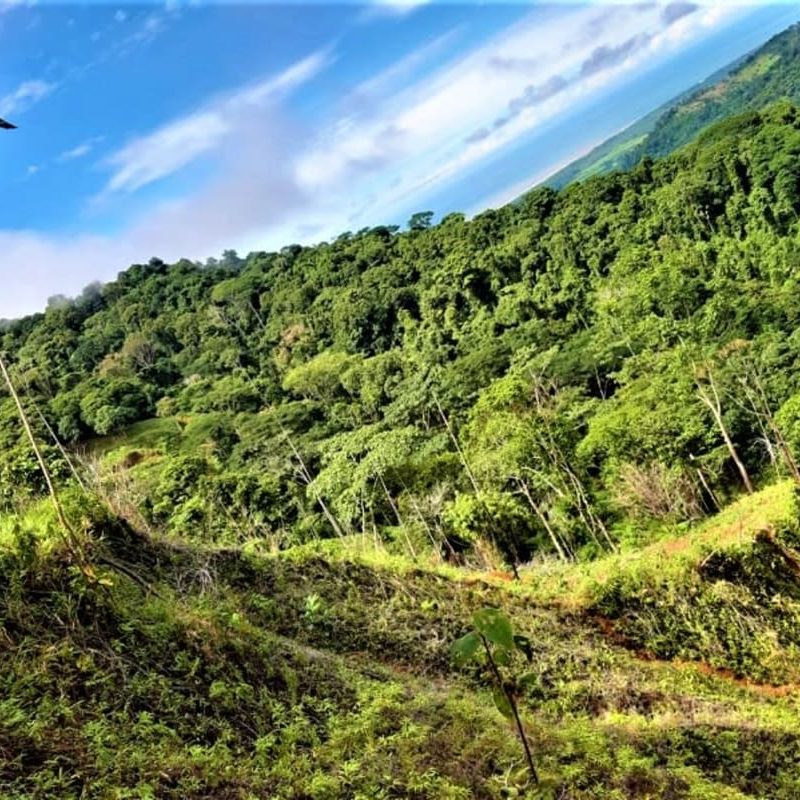matapalo_08