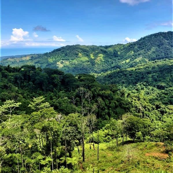 matapalo_18